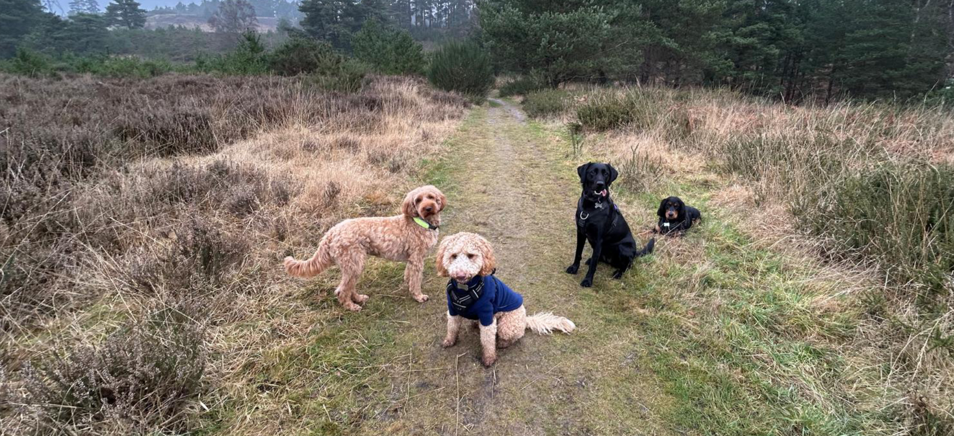 Adventure Paws