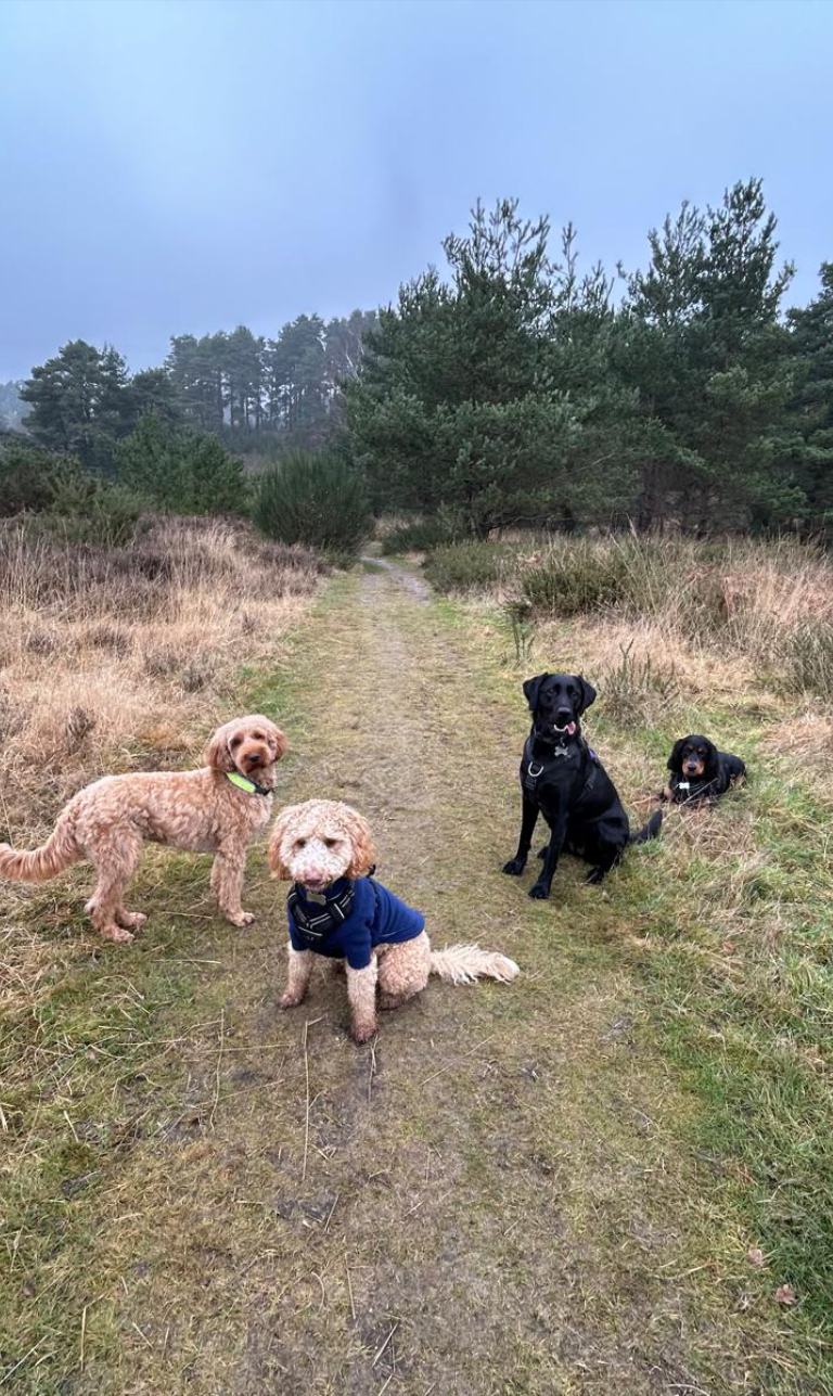 Adventure Paws
